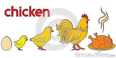 Chicken life way Vector Illustration