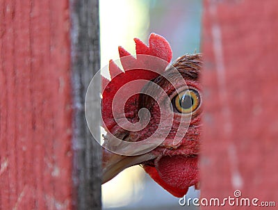 Chicken looking from behind a fence Stock Photo