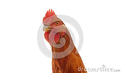 chicken looking at camera Stock Photo