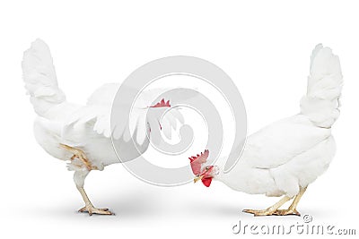 Chicken looking close to the floor. Stock Photo