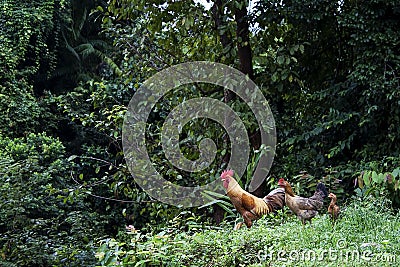 Chicken looking for food at their environment Stock Photo