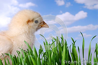 Chicken Looking At The Sky Stock Photo