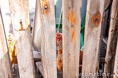 The chicken looks at the camera over the fence. Stock Photo