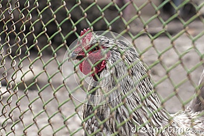 A chicken looks through the fence. Stock Photo