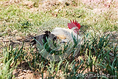 Chicken lying down on soil Stock Photo