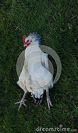 Chicken lying in a fun way Stock Photo