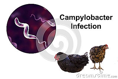 Chicken as the source of Campylobacter infection Cartoon Illustration