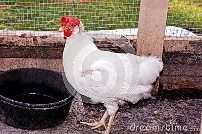 Chicken Molting Stock Photo