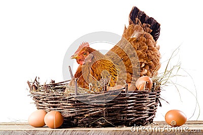 Chicken in nest with eggs isolated on white Stock Photo