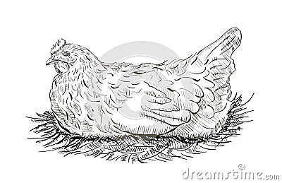 Chicken in the nest Vector Illustration