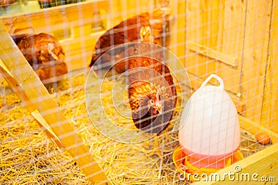 Chicken pecking food. Stock Photo