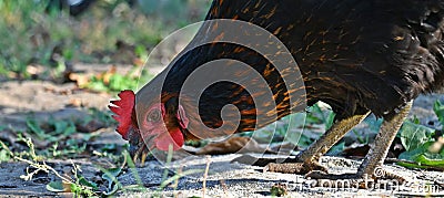 A chicken is pecking grains, A black hen with red stripes on its neck Stock Photo
