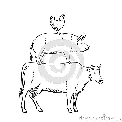 Chicken Pork Cow Farm Animals Vector Vector Illustration