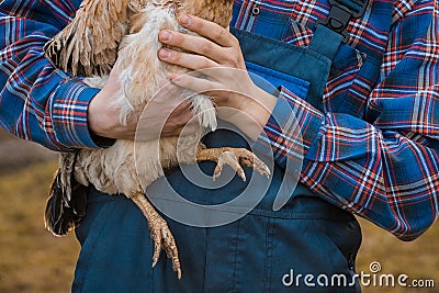 Chicken poultry farming feet close up, bird paw farm animal foot on farmer hands Stock Photo