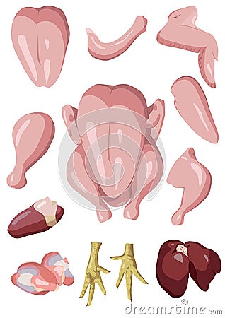 Chicken or raw hen cutting meat, offal scheme parts of carcass: Vector Illustration