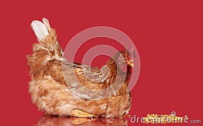 Chicken on red background, isolated object, one closeup animal Stock Photo