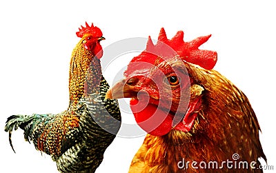 Chicken and Rooster Stock Photo