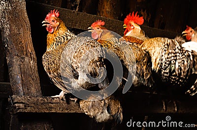 Chicken rooster cock hen fowl coop henhouse roost Stock Photo