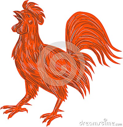 Chicken Rooster Crowing Drawing Vector Illustration