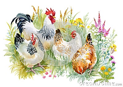 Chicken and rooster in the grass on white background. Vector Illustration