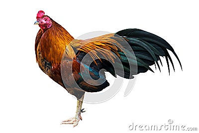 Chicken Rooster Stand alone isolate on white background Stock Photo