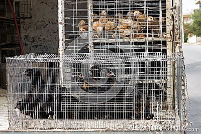 Chicken for sale in cage on the car. Animal abuse. Rural market Stock Photo