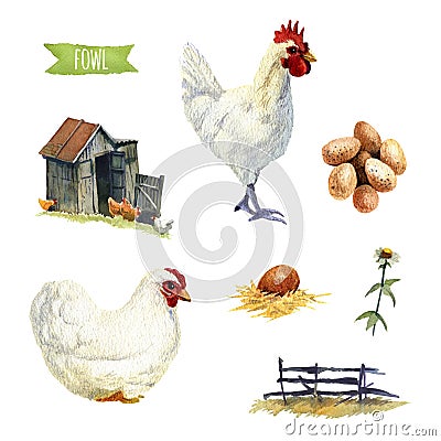 Chicken set, clipping paths included Stock Photo