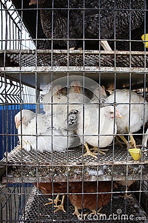 Chicken shop - prison Stock Photo