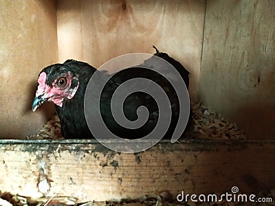 The chicken is sitting on the nose. Eggs. Photo from a mobile phone. Agriculture. The chicken is black Stock Photo