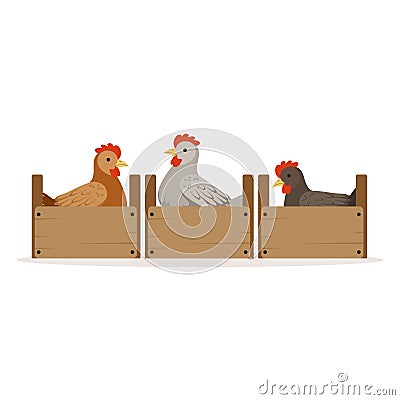 Chicken sitting in wooden perches, breeding vector vector Illustration Vector Illustration