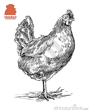 Chicken standing on one leg Vector Illustration