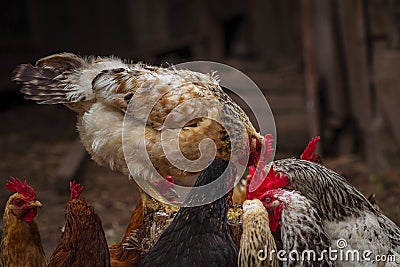 chicken sunset, flock, hens having lunch , Free-range chicken on an organic farm organic Stock Photo