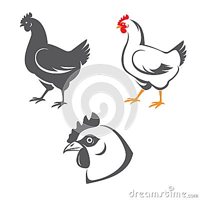 Chicken Vector Illustration