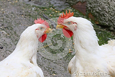 Chicken Stock Photo