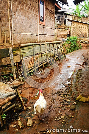 Chicken walking on the backyard on a typical Indonesian mountain village Stock Photo