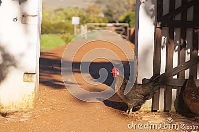 Chicken walking on red soil through a gate Stock Photo