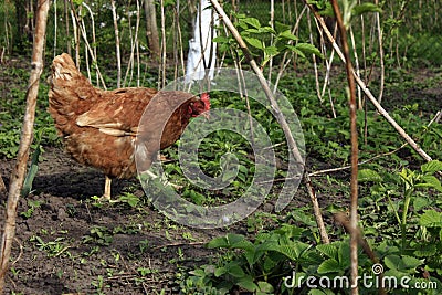 chicken walks alone in the garden on the green grass in a crimson grove Stock Photo