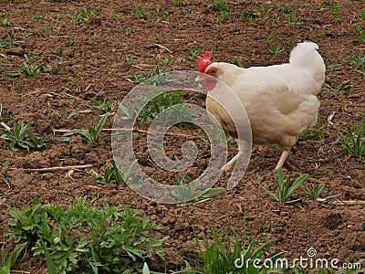 A chicken walks on the ground. Stock Photo