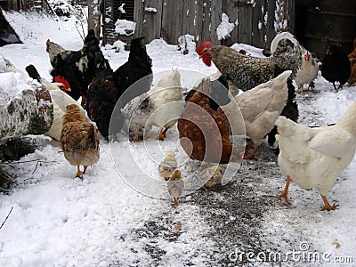 3 chicken were hatched in winter. Stock Photo