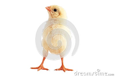 Chicken on a white background Stock Photo