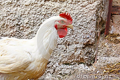 Chicken Stock Photo