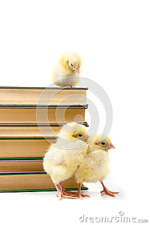 Chickens around books. Stock Photo