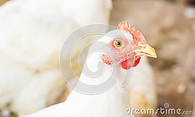 Chickens broilers on the farm. Selective focus Stock Photo