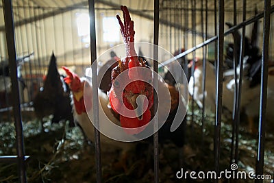 Chickens in cages Editorial Stock Photo