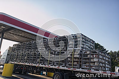 Chickens in cages on a semi truck flatbed trailer back wide view Editorial Stock Photo