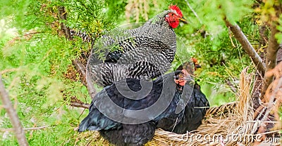 Chickens climbed on Pine tree Stock Photo