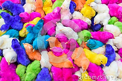 Chickens colored babies. A group of funny, colorful easter chicks Stock Photo