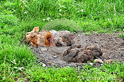 Chickens in the dust Stock Photo