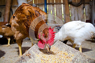 Chickens feeding Stock Photo