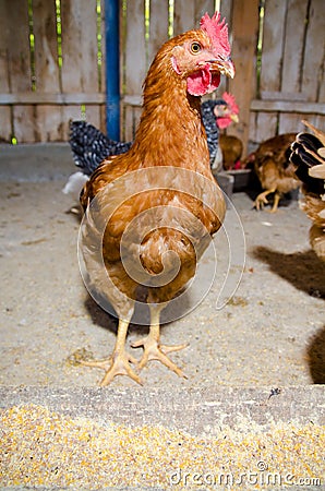 Chickens feeding Stock Photo